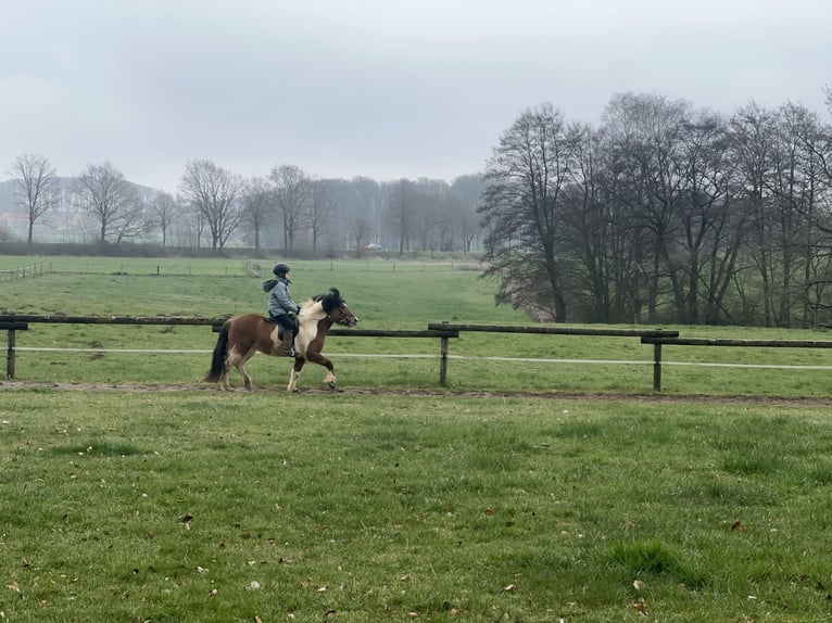 Islandais Jument 7 Ans 134 cm Pinto in Lemgo