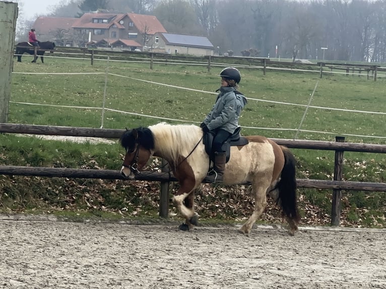 Islandais Jument 7 Ans 134 cm Pinto in Lemgo