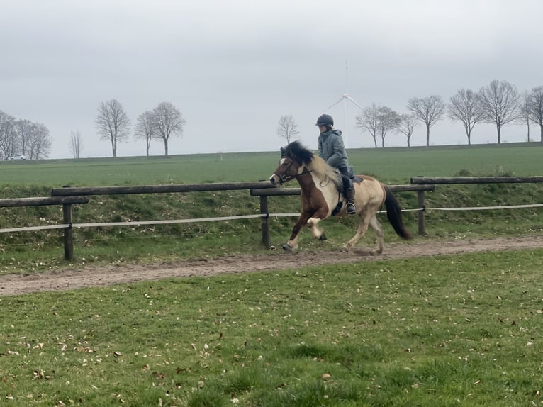 Islandais Jument 7 Ans 134 cm Pinto in Lemgo
