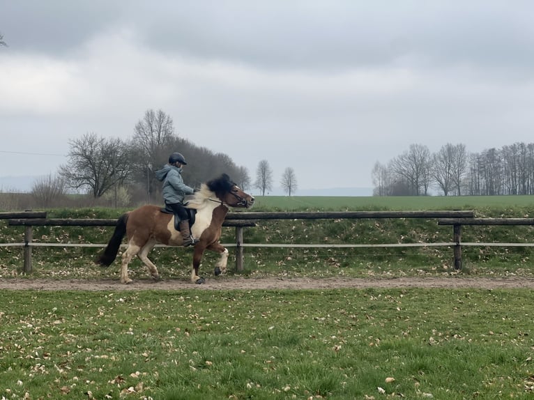Islandais Jument 7 Ans 134 cm Pinto in Lemgo