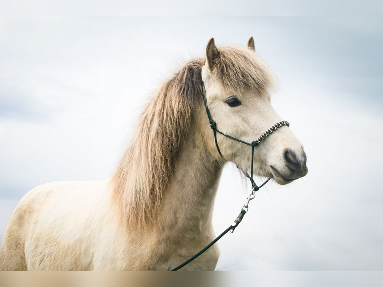 Islandais Jument 7 Ans 135 cm Buckskin in Feldbach