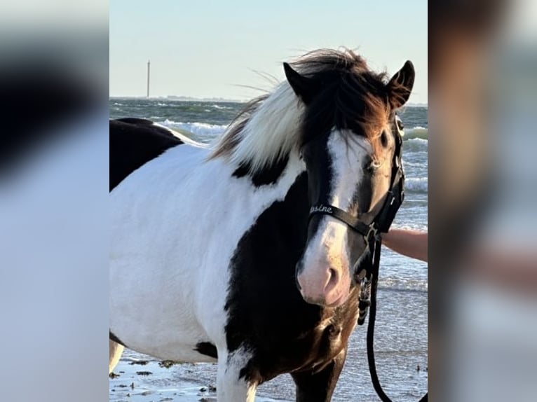 Islandais Jument 7 Ans 137 cm Pinto in Wachtberg