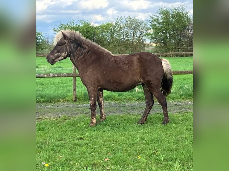 Islandais Jument 7 Ans 138 cm in Bücken