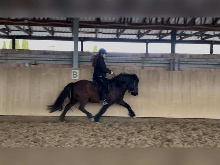 Islandais Jument 7 Ans 138 cm Noir in Blieskastel