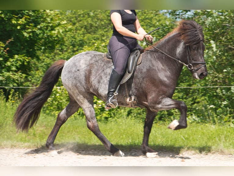 Islandais Jument 7 Ans 138 cm Noir in Pfalzgrafenweiler