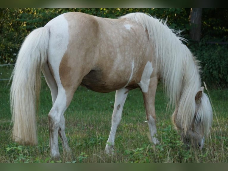 Islandais Jument 7 Ans 138 cm Palomino in Kirchnüchel