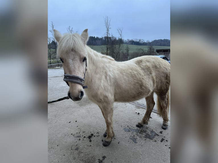 Islandais Jument 7 Ans 138 cm Palomino in Hamberg