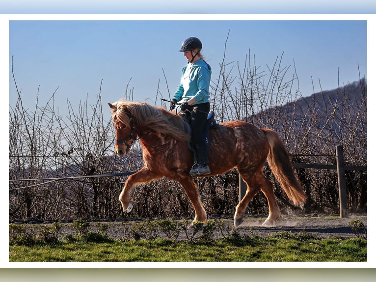 Islandais Jument 7 Ans 138 cm Rouan Rouge in Bad Honnef
