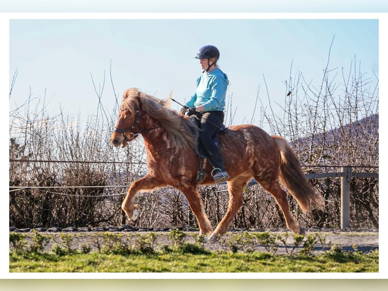 Islandais Jument 7 Ans 138 cm Rouan Rouge in Bad Honnef