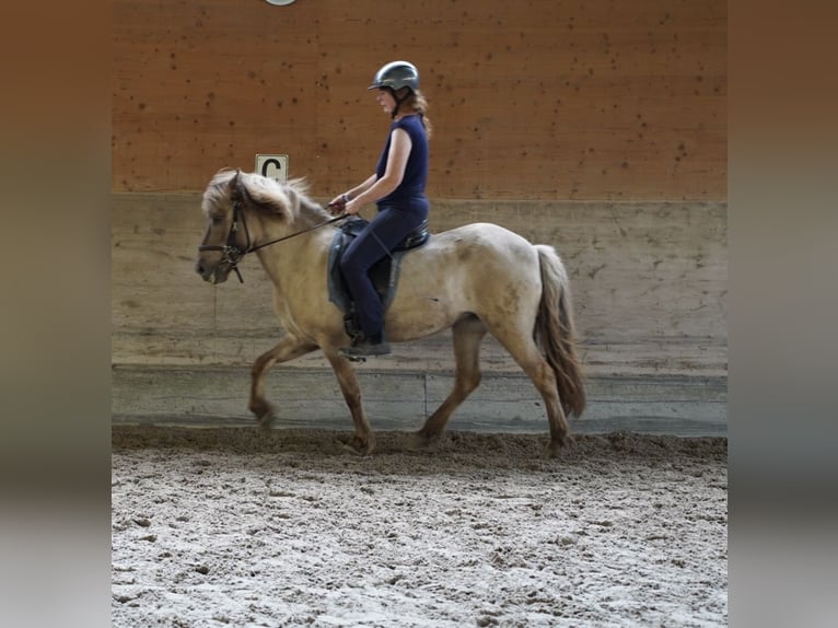 Islandais Jument 7 Ans 139 cm Isabelle in Gengenbach