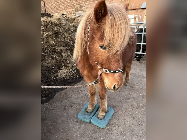 Islandais Jument 7 Ans 140 cm Alezan in Schöneberg Kübelberg