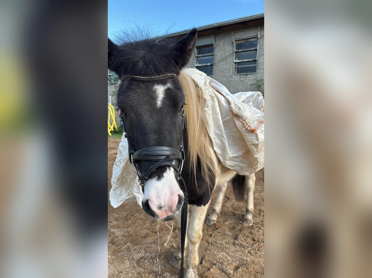 Islandais Jument 7 Ans 140 cm Pinto in Colditz