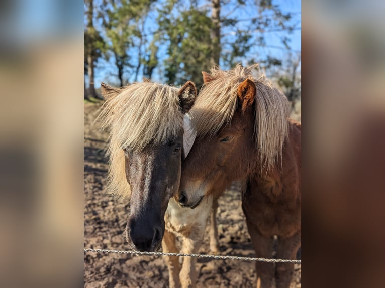 Islandais Jument 7 Ans 140 cm Pinto in Rosenberg