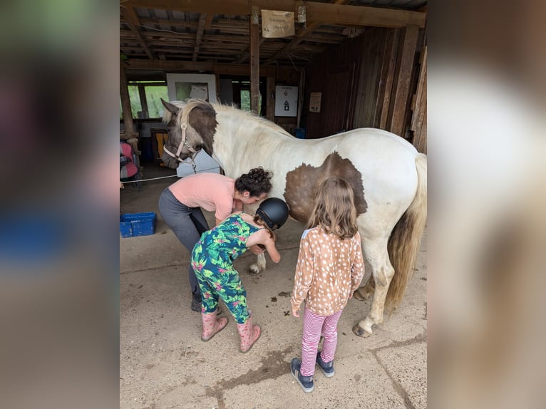 Islandais Jument 7 Ans 140 cm Pinto in Rosenberg