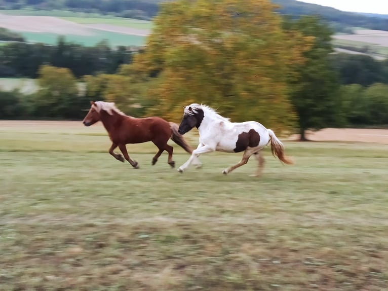 Islandais Jument 7 Ans 140 cm Pinto in Rosenberg