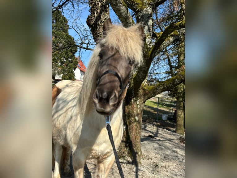 Islandais Jument 7 Ans 140 cm Pinto in Rosenberg