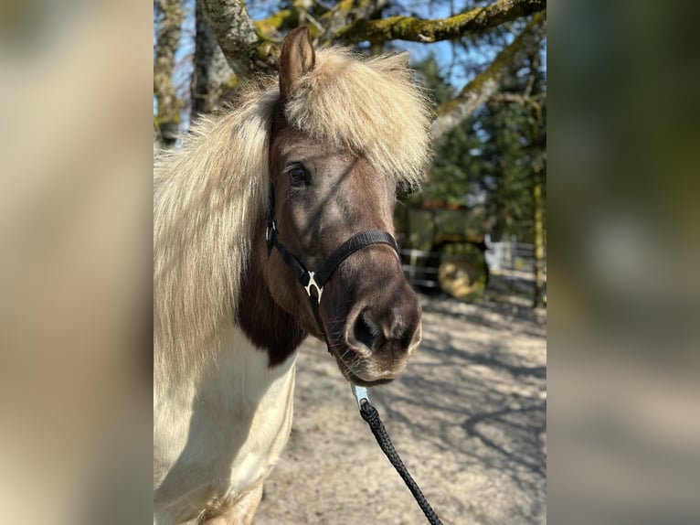 Islandais Jument 7 Ans 140 cm Pinto in Rosenberg