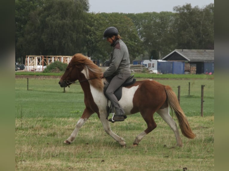 Islandais Jument 7 Ans 140 cm Pinto in Südlohn