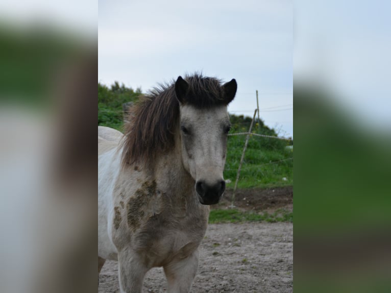 Islandais Jument 7 Ans 140 cm Tobiano-toutes couleurs in Blunk