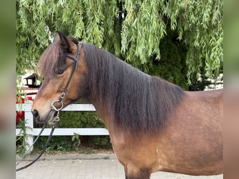 Islandais Jument 7 Ans 141 cm Bai in Lochen am See