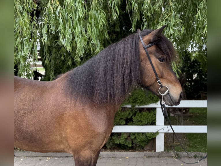Islandais Jument 7 Ans 141 cm Bai in Lochen am See