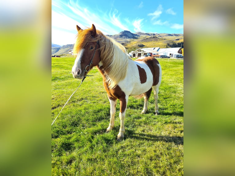 Islandais Jument 7 Ans 141 cm Pinto in Snæfellsbæ