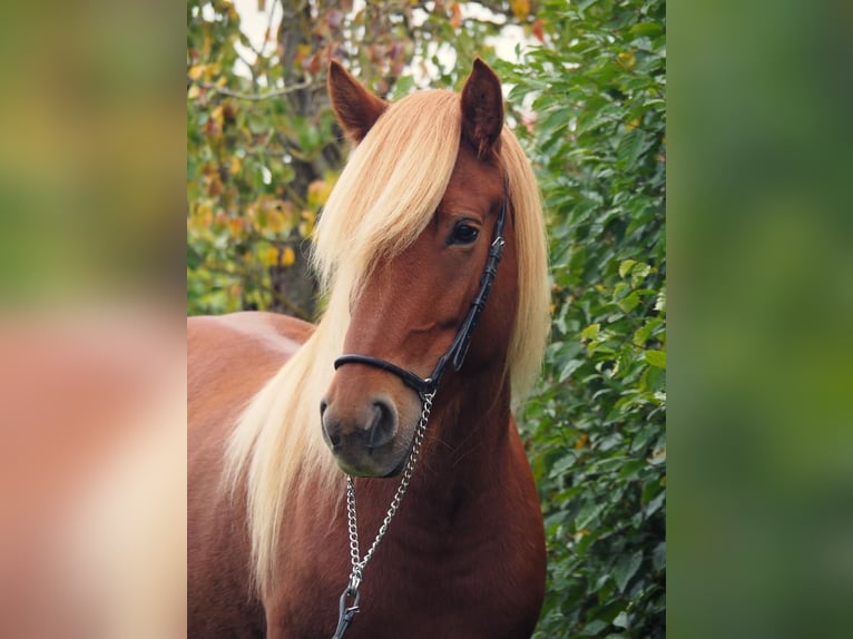 Islandais Jument 7 Ans 142 cm Alezan in Kümbdchen