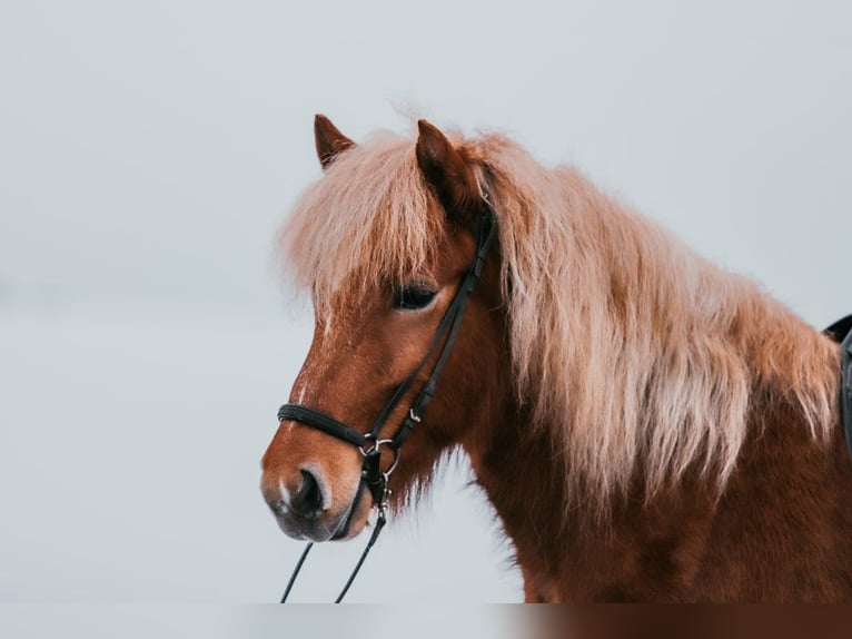 Islandais Jument 7 Ans 142 cm Alezan in Taufkirchen an der Trattnach