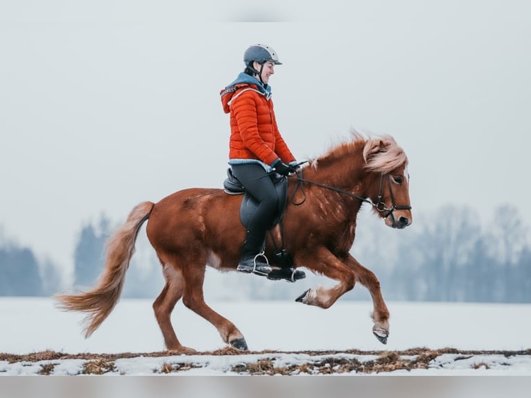 Islandais Jument 7 Ans 142 cm Alezan in Taufkirchen an der Trattnach