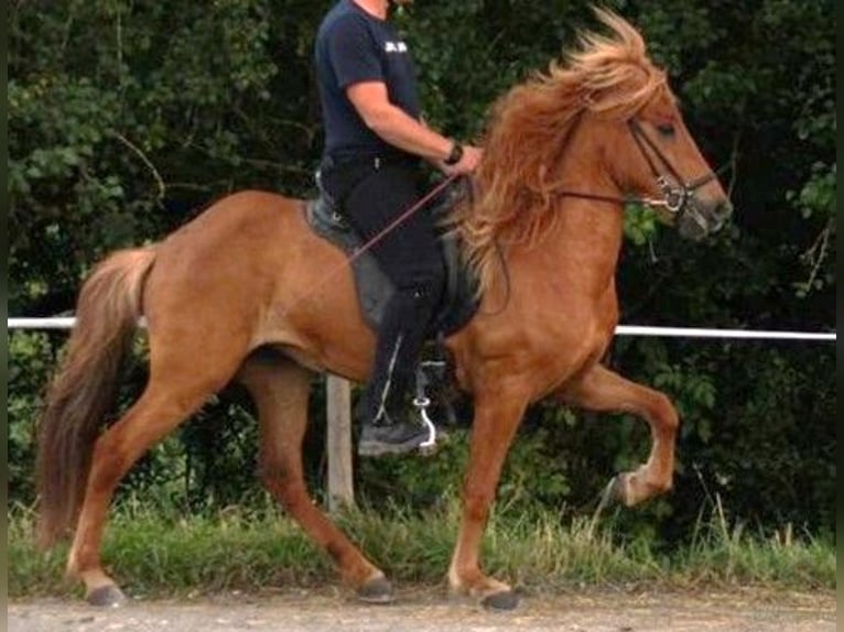 Islandais Jument 7 Ans 142 cm Alezan cuivré in Unterbronnen