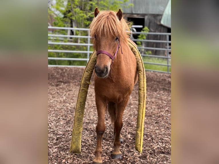 Islandais Jument 7 Ans 142 cm in Unterbronnen