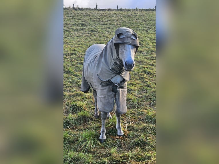 Islandais Jument 7 Ans 142 cm Gris in Osterode am Harz