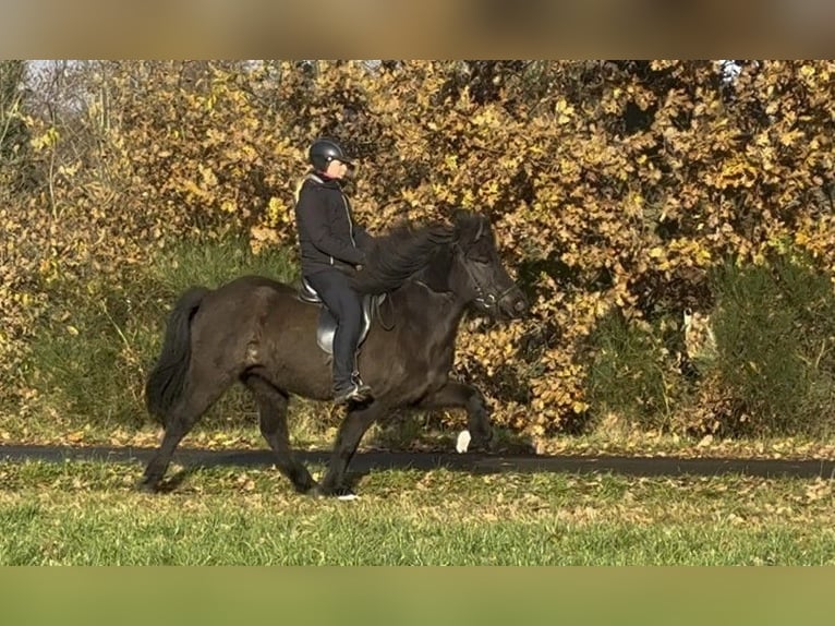 Islandais Jument 7 Ans 142 cm Noir in Schneverdingen