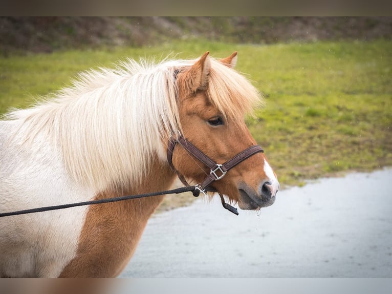 Islandais Jument 7 Ans 142 cm Pinto in Lehmrade