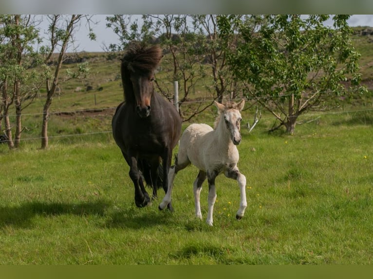 Islandais Jument 7 Ans 143 cm Bai in Borgarnes