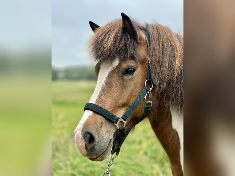 Islandais Jument 7 Ans 143 cm Pinto in Hamburg