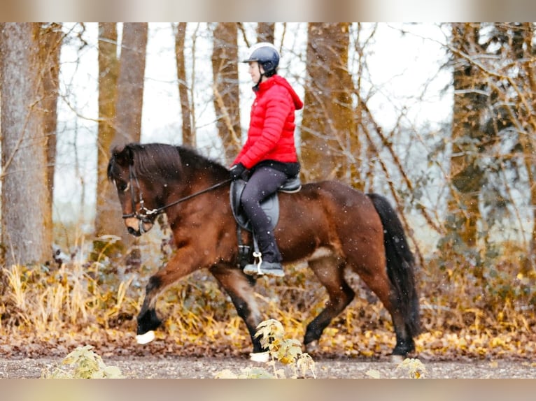 Islandais Jument 7 Ans 144 cm Bai in Taufkirchen an der Trattnach