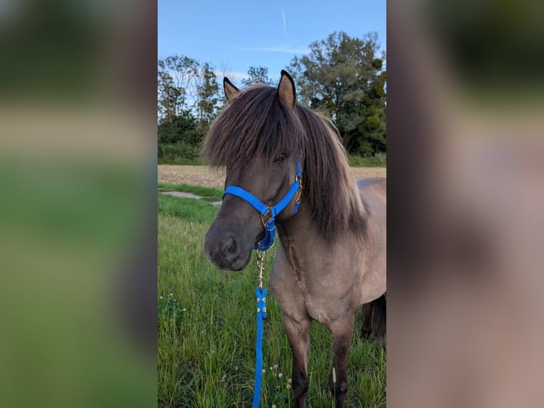 Islandais Jument 7 Ans 153 cm Isabelle in Karlsruhe