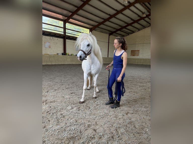 Islandais Jument 7 Ans  in Seesbach