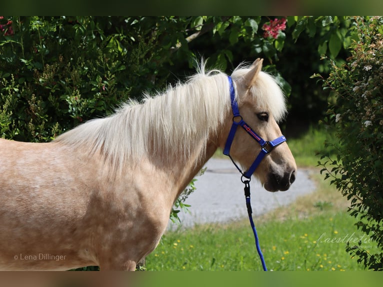 Islandais Jument 7 Ans Palomino in Straßwalchen