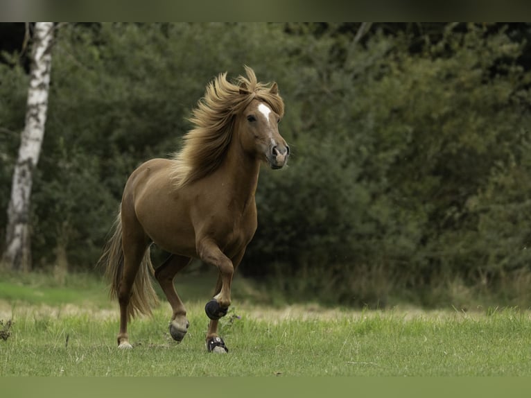 Islandais Jument 8 Ans 137 cm Alezan in Arnstadt