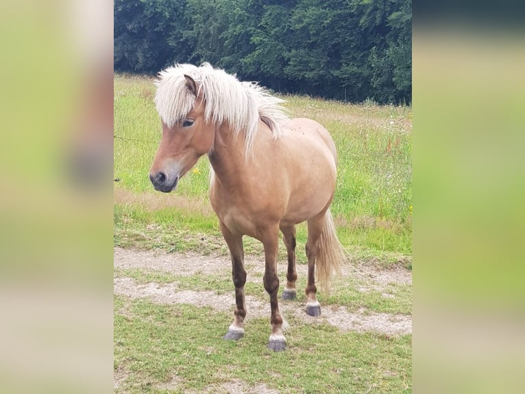 Islandais Jument 8 Ans 138 cm Alezan in Vlotho