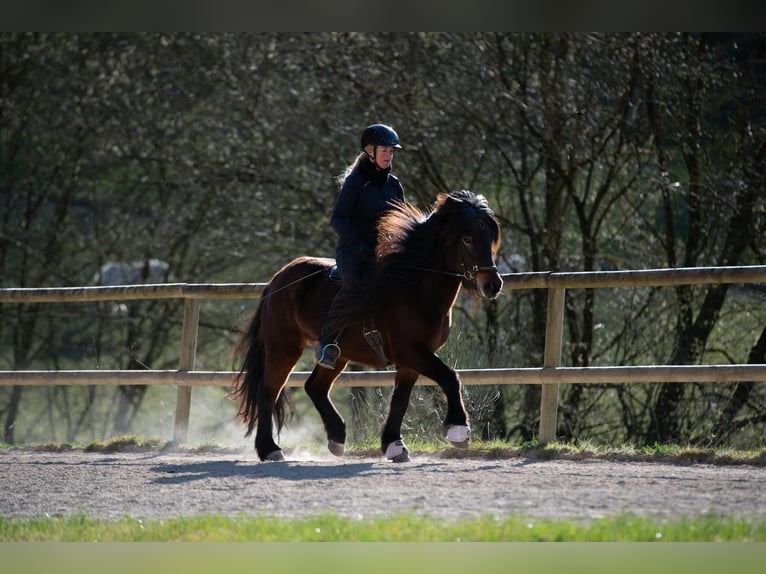 Islandais Jument 8 Ans 138 cm Bai in Hessisch Oldendorf