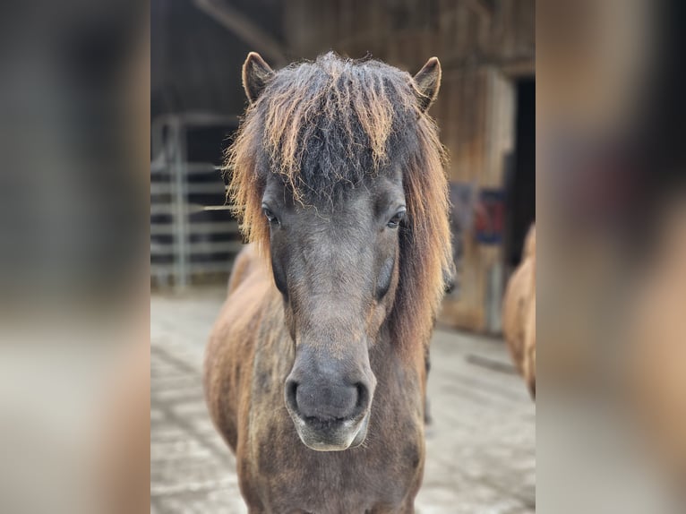 Islandais Jument 8 Ans 139 cm Noir in Erlenbach im Simmental