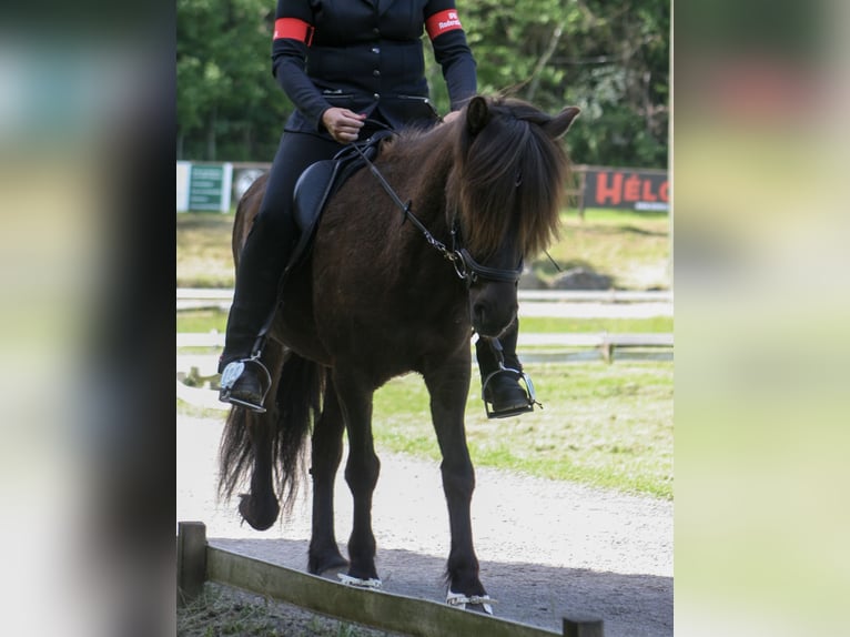 Islandais Jument 8 Ans 139 cm Noir in Nettersheim