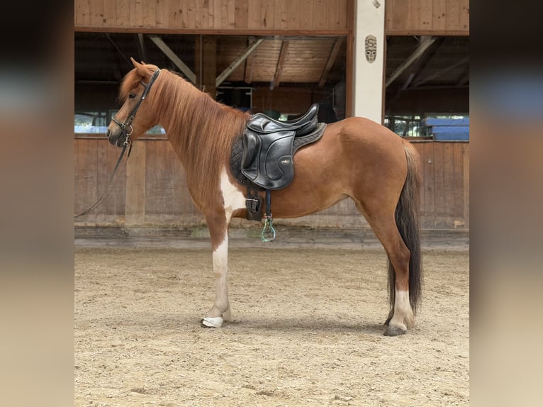 Islandais Jument 8 Ans 139 cm Pinto in Lochen am See