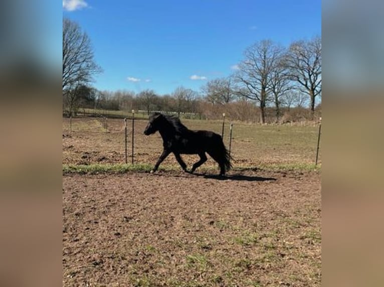 Islandais Jument 8 Ans 140 cm Bai in Blunk