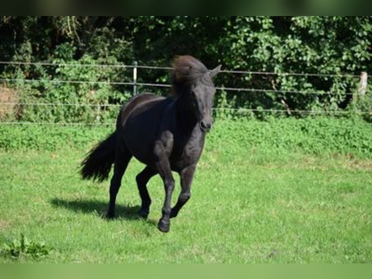 Islandais Jument 8 Ans 140 cm Bai in Blunk