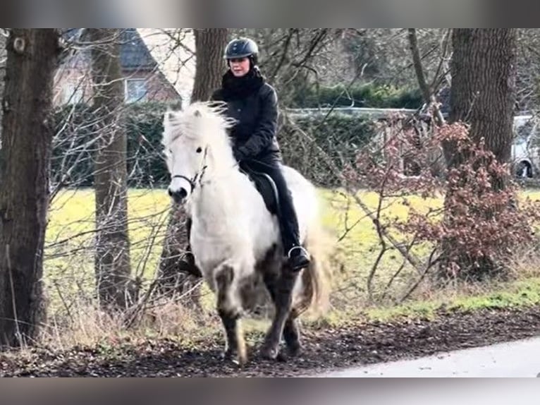 Islandais Jument 8 Ans 140 cm Gris in Schneverdingen
