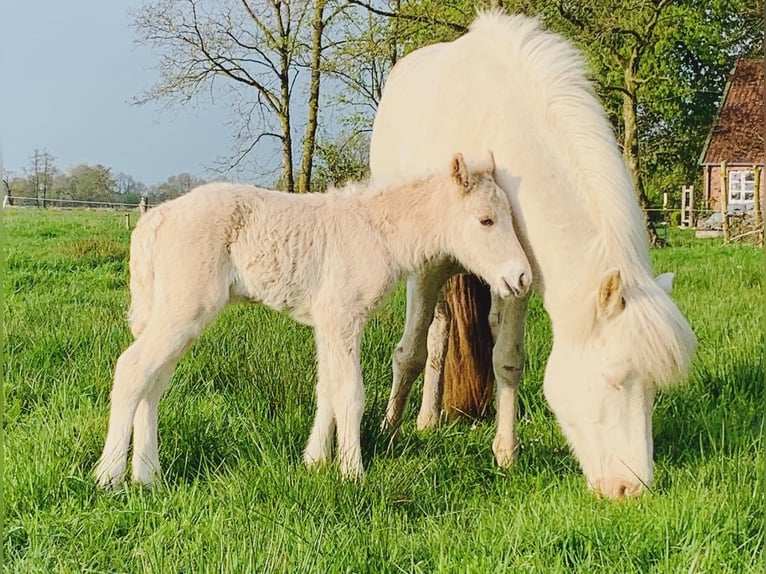 Islandais Jument 8 Ans 140 cm Perlino in Vrees